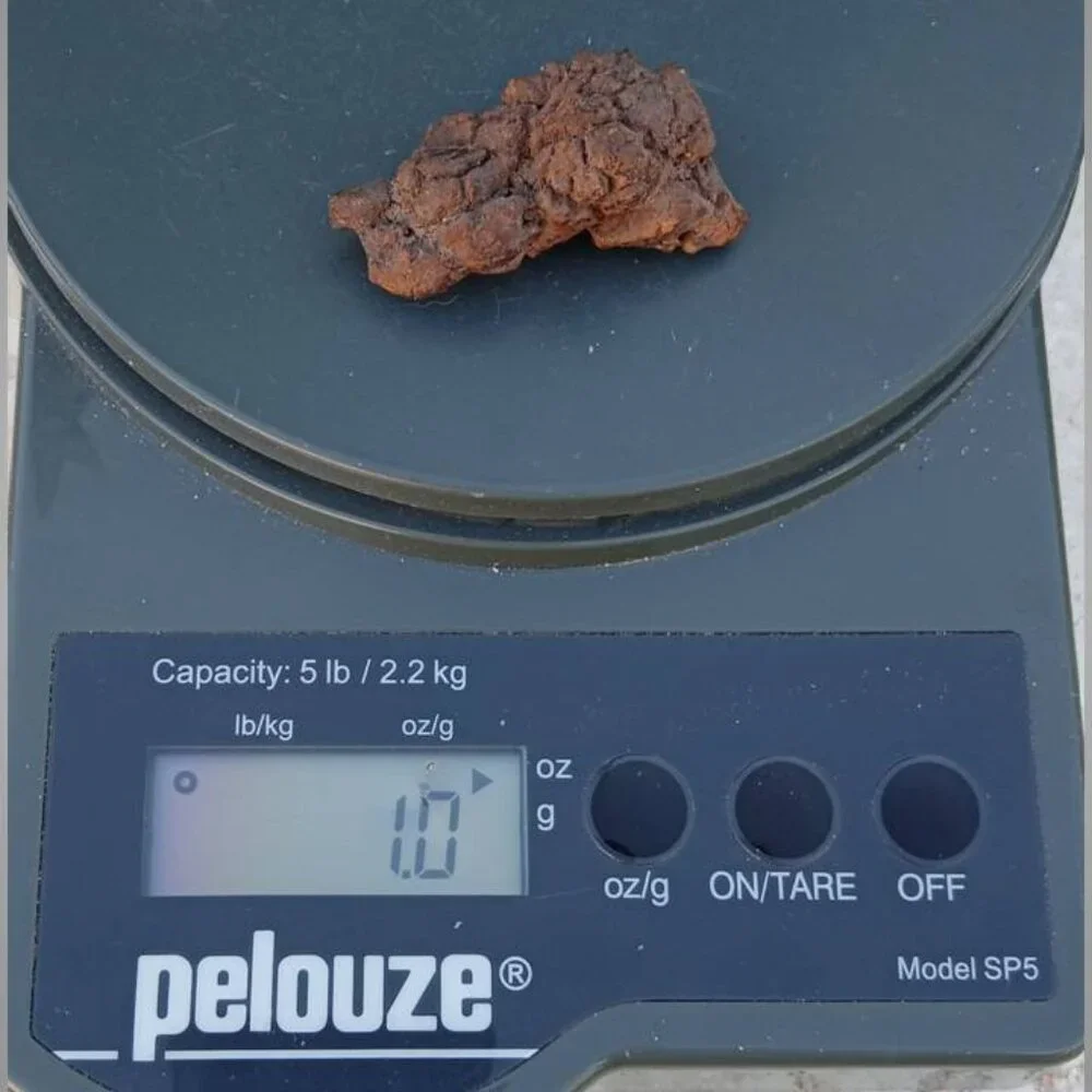 coprolite fossilized dung 02 fossil